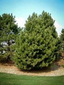 Сосна Чёрная (Pinus Nigra) купить по цене от 270.00р. в интернет-магазине «Посадика» с доставкой почтой в в Сарапуле и по всей России – [изображение №1].