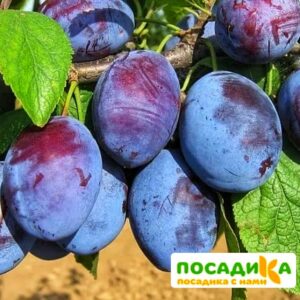 Слива Чачакская ранняя купить по цене от 229.00р. в интернет-магазине «Посадика» с доставкой почтой в в Сарапуле и по всей России – [изображение №1].