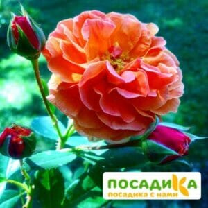 Роза Арабия купить по цене от 350.00р. в интернет-магазине «Посадика» с доставкой почтой в в Сарапуле и по всей России – [изображение №1].