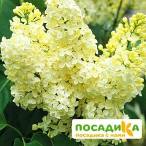 Сирень Примроуз (Primrose) купить по цене от 529.00р. в интернет-магазине «Посадика» с доставкой почтой в в Сарапуле и по всей России – [изображение №1].