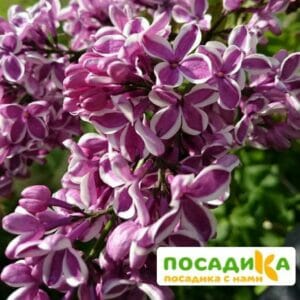 Сирень Сенсация купить по цене от 529.00р. в интернет-магазине «Посадика» с доставкой почтой в в Сарапуле и по всей России – [изображение №1].