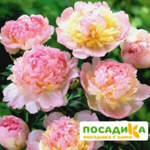 Пион Распберри Сандей (Paeonia Raspberry Sundae) купить по цене от 959р. в интернет-магазине «Посадика» с доставкой почтой в в Сарапуле и по всей России – [изображение №1].