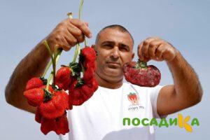 Клубника Гигант Джорнея купить по цене от 266р. в интернет-магазине «Посадика» с доставкой почтой в в Сарапуле и по всей России – [изображение №1].