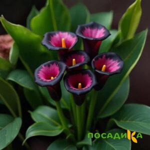 Калла Аура Лейс купить по цене от 400р. в интернет-магазине «Посадика» с доставкой почтой в в Сарапуле и по всей России – [изображение №1].