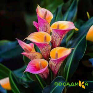 Калла Оникс купить по цене от 450р. в интернет-магазине «Посадика» с доставкой почтой в в Сарапуле и по всей России – [изображение №1].
