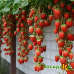 Клубника вьющаяся Комплимент купить по цене от 470р. в интернет-магазине «Посадика» с доставкой почтой в в Сарапуле и по всей России – [изображение №1].