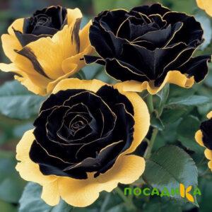Роза Ханни Сикл купить по цене от 700р. в интернет-магазине «Посадика» с доставкой почтой в в Сарапуле и по всей России – [изображение №1].
