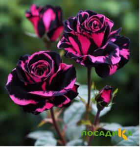 Роза Багровый Шепот купить по цене от 366р. в интернет-магазине «Посадика» с доставкой почтой в в Сарапуле и по всей России – [изображение №1].