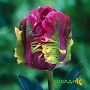 Тюльпан Экзотик Хэвен купить по цене от 186р. в интернет-магазине «Посадика» с доставкой почтой в в Сарапуле и по всей России – [изображение №1].
