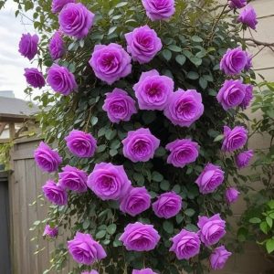 Роза Мистик Уайт купить по цене от 620р. в интернет-магазине «Посадика» с доставкой почтой в в Сарапуле и по всей России – [изображение №1].