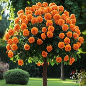 Роза Солнечный Шарм купить по цене от 349р. в интернет-магазине «Посадика» с доставкой почтой в в Сарапуле и по всей России – [изображение №1].