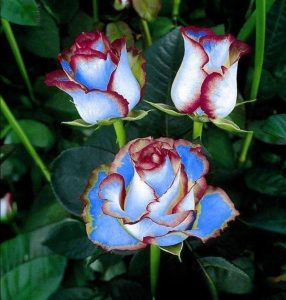 Роза Сафайер Пэтл купить по цене от 450р. в интернет-магазине «Посадика» с доставкой почтой в в Сарапуле и по всей России – [изображение №1].